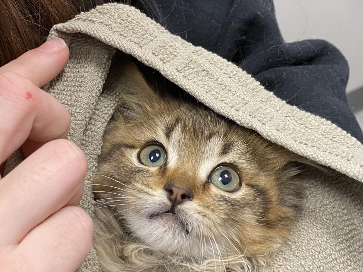 Good Samaritan Saves Kitten Frozen To Semitruck Tire In Commerce City Colorado Springs News Gazette Com
