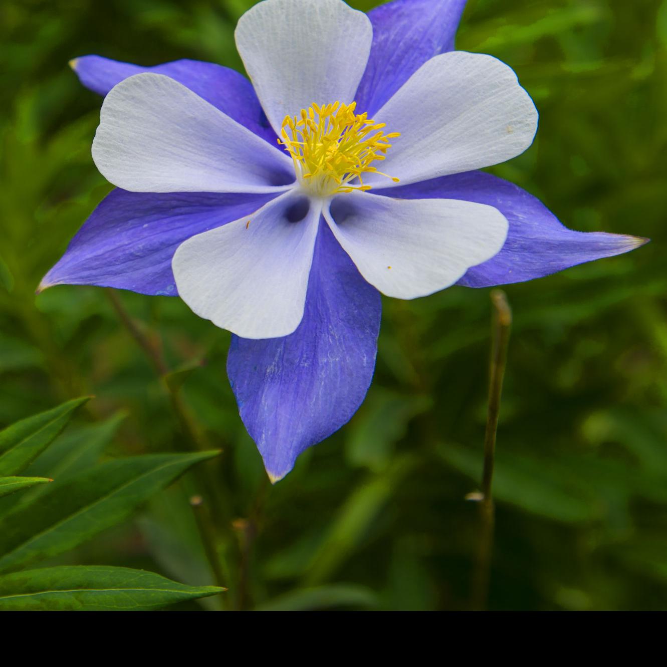 Colorado Wildflowers And Wildlife Colorado Springs News Gazette Com