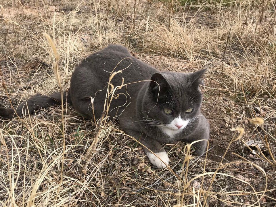 Voles Gophers Owls And Skunks Welcome To Colorado Springs Gardens Lifestyle Gazette Com