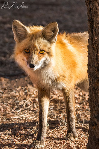 Getting familiar with local red foxes
