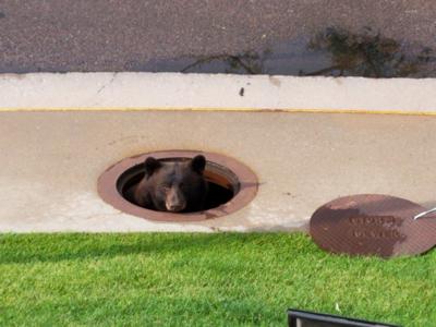 bear in manhole