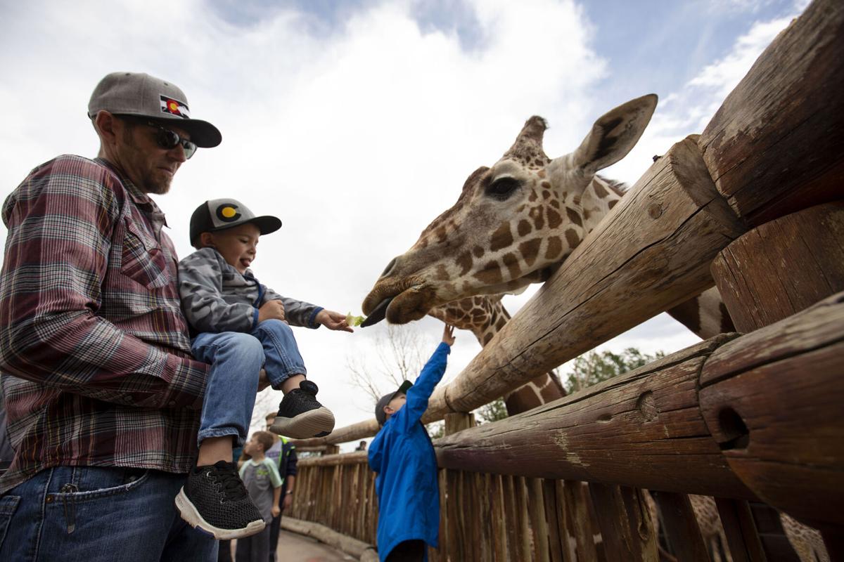 Cheyenne Mountain Zoo Reopening After Nearly 3 Month Closure Colorado Springs News Gazette Com