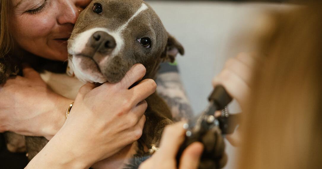 New mobile vet service brings care home to Colorado Springs pet owners