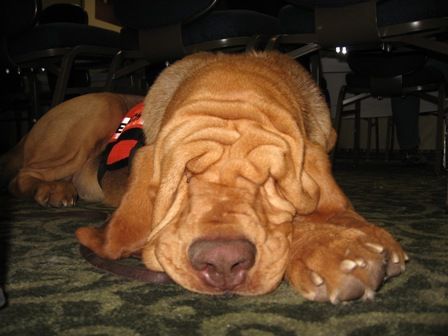 bloodhound nose