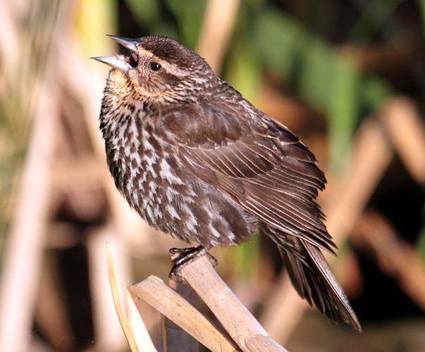 Words on Birds: Some bird names hit the bullseye | Pikes Peak Courier |  