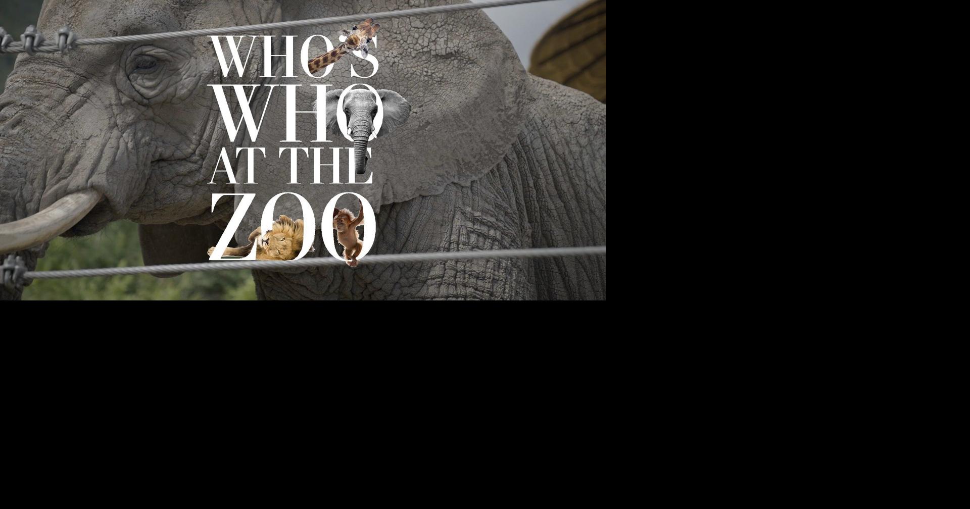 Who's Who at the Zoo | African Elephants
