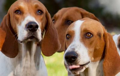 American Kennel Club Meet the Breeds® American Foxhound