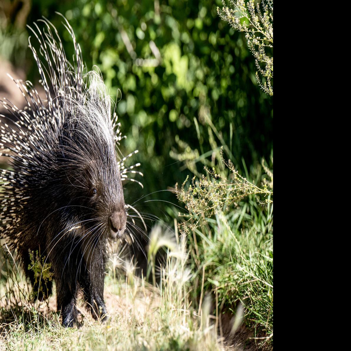 Can Porcupines Shoot Their Quills?