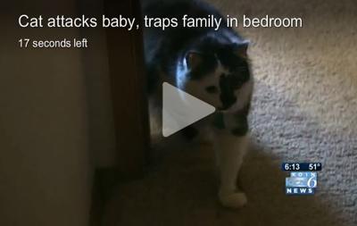 Video House Cat Attacks Baby Traps Family In Bedroom Police