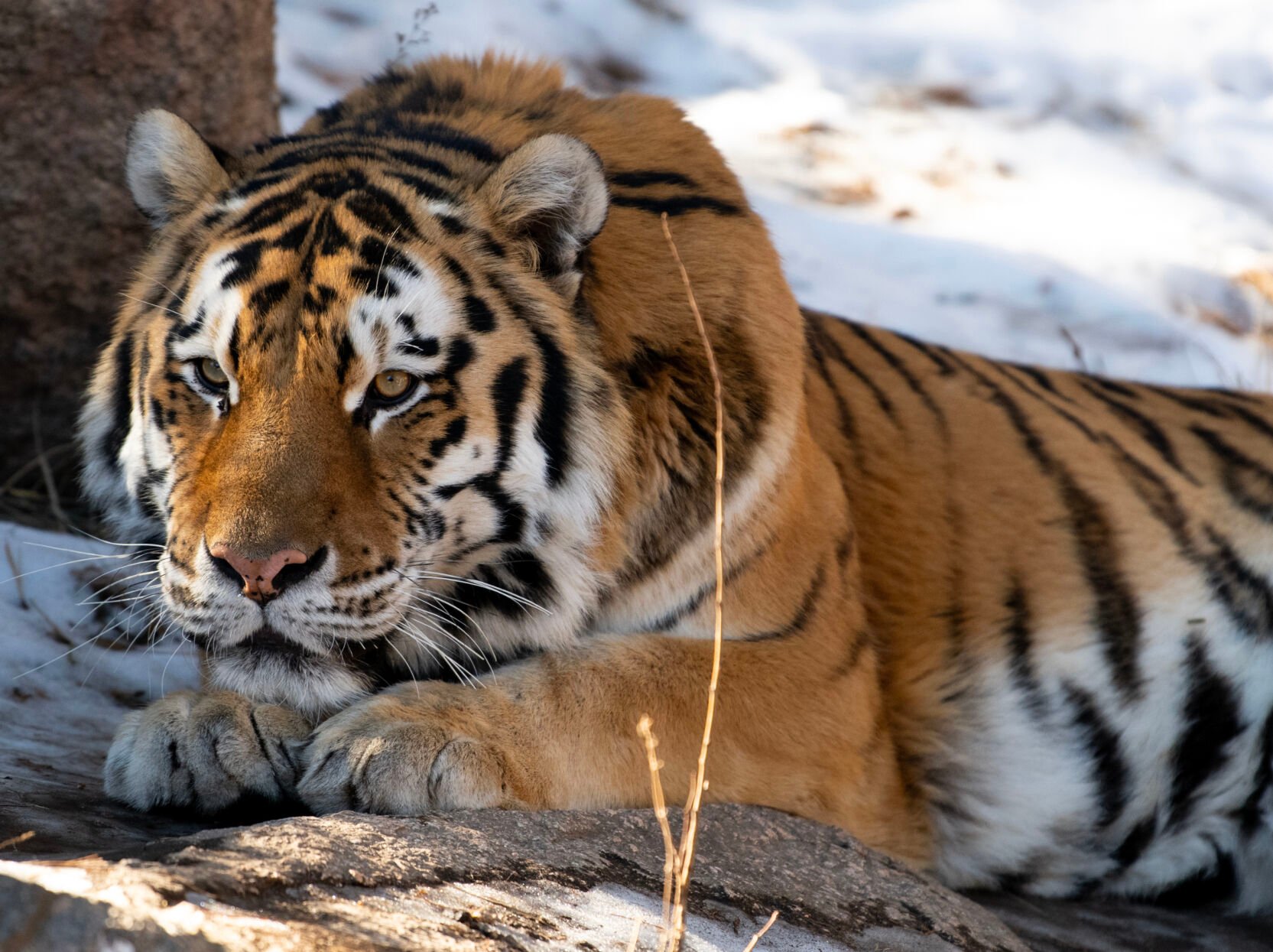 Curious, playful, carnivorous kitty: Meet the Amur tiger at