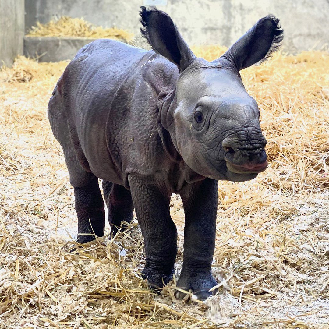 Baby Rhino born at Denver Zoo: Photos and video | | gazette.com