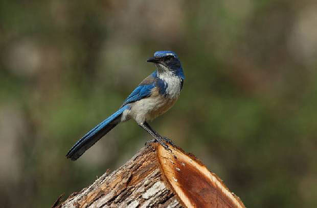 (Photo by Lou Orr, courtesy of the Cornell Lab of Ornithology)