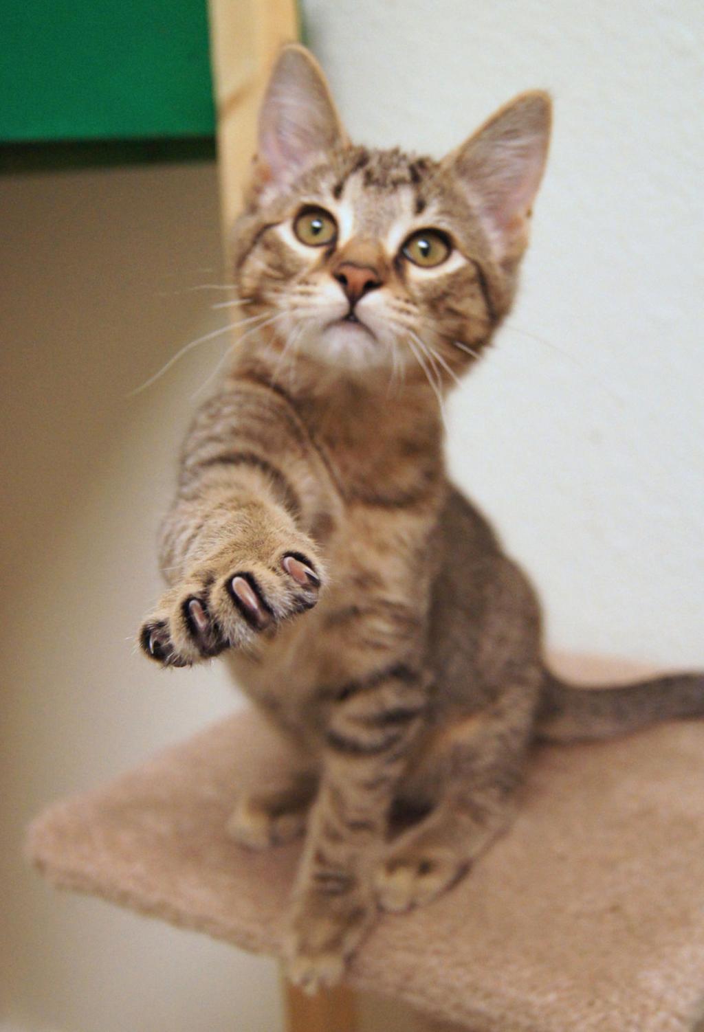 Scratch Sniff Your Cat S Claws Serve A Purpose Lifestyle