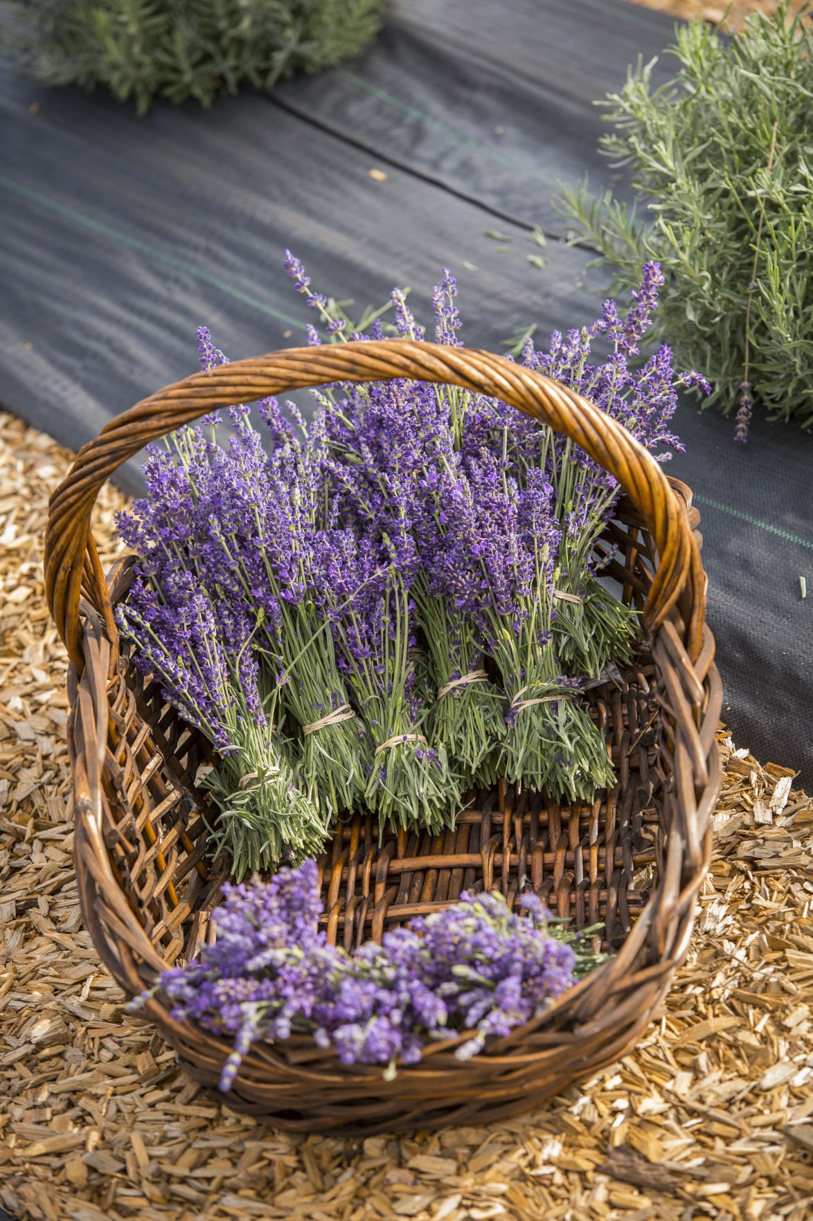 Chatfield Farms bloom into summer at Lavender Festival Ae
