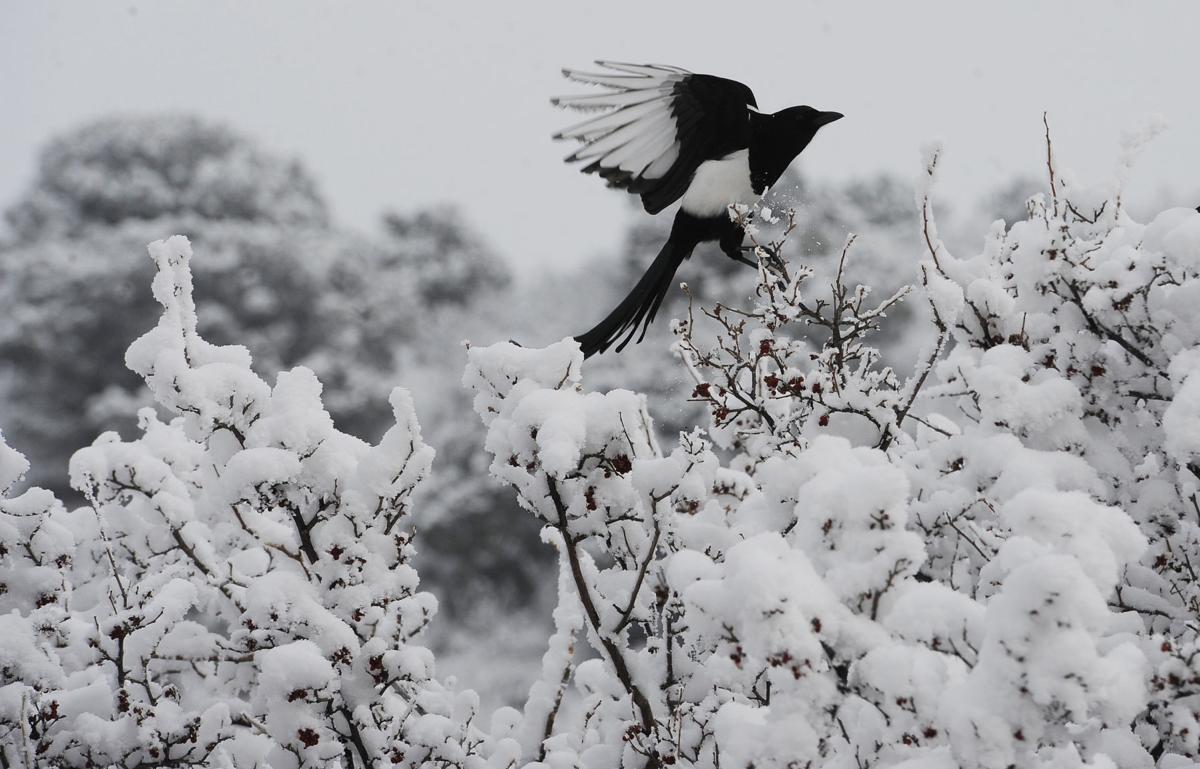A Magpie takes to flight after finding a snack of berries on a bush in Garden of the Gods on Tuesday, January 13, 2015. Residents in Colorado Springs awoke to a winter wonderland on Tuesday morning(The Gazette/ Jerilee Bennett)