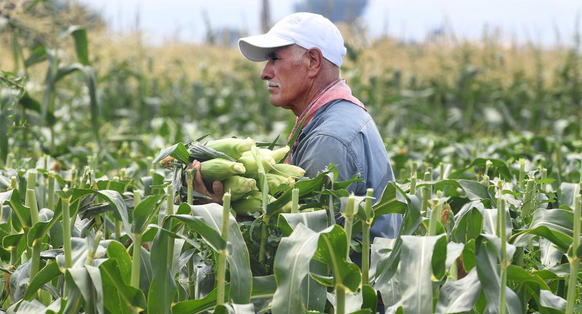 Colorado Olathe Corn Is Ready For Shucking And Eating Food Gazette Com Sales taxes dropped so more streets and sidewalks and parks started to show wear and tear. colorado olathe corn is ready for