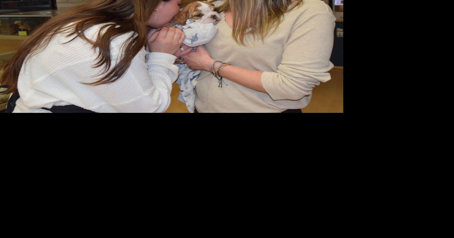 Stolen English Bulldog puppy returned to Centennial pet store | Local News