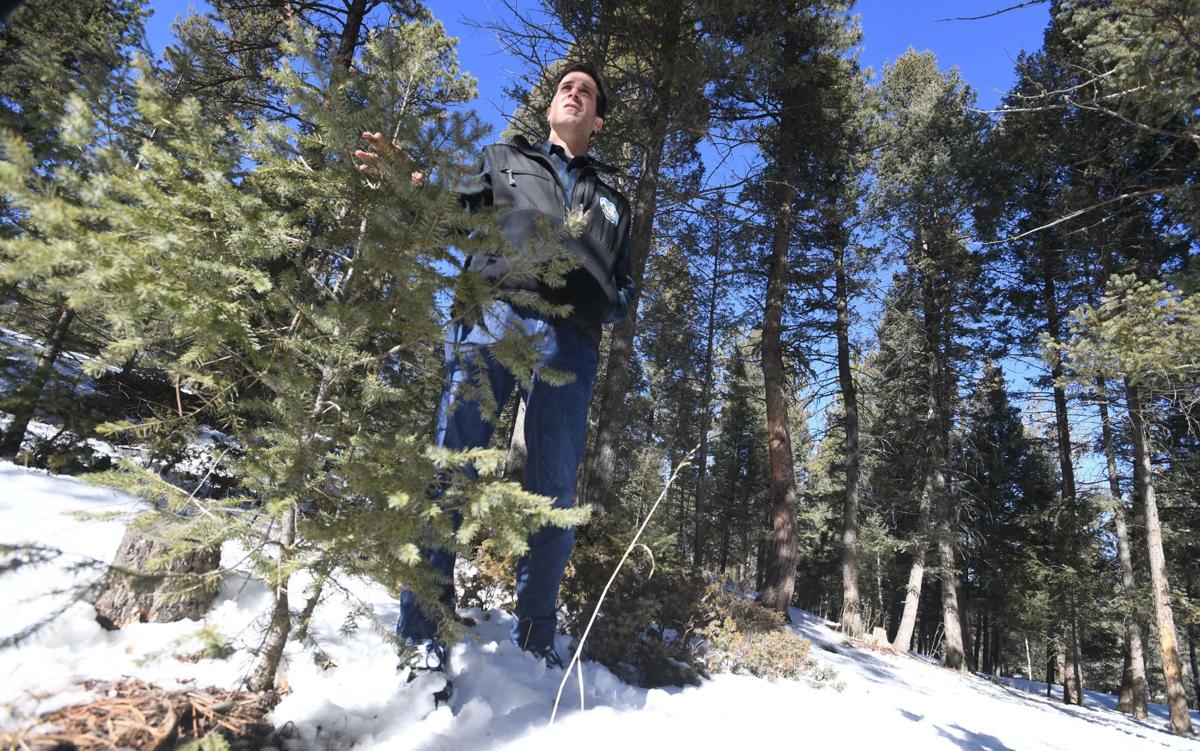 The Struggle To Save Colorado S Forests In A Changing World Colorado Springs News Gazette Com
