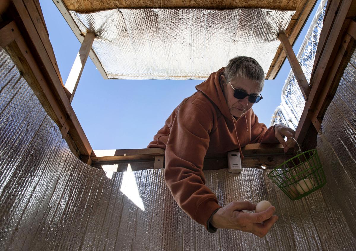 No Egg Shortages For These Colorado Springs Residents Who Know The Chicken Comes First Lifestyle Gazette Com