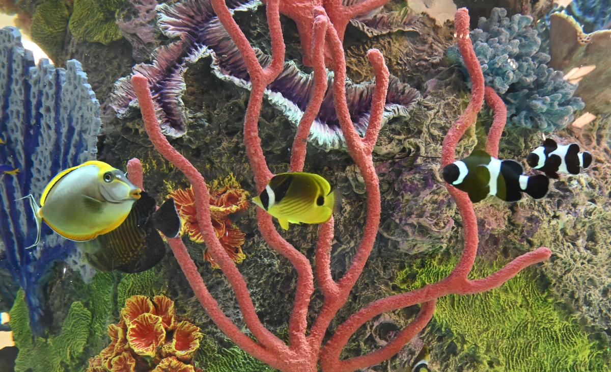 Scheel's brings tropical reef to Colorado Springs