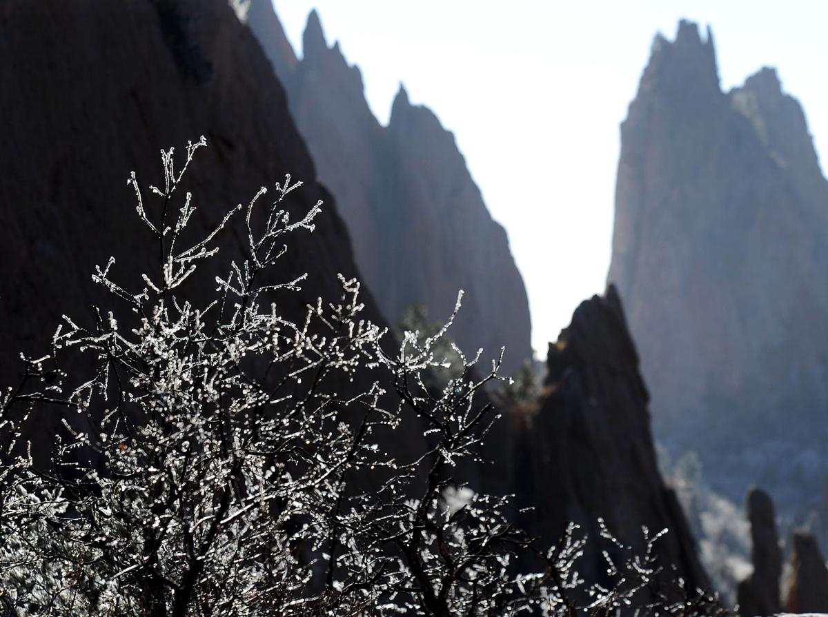 trees