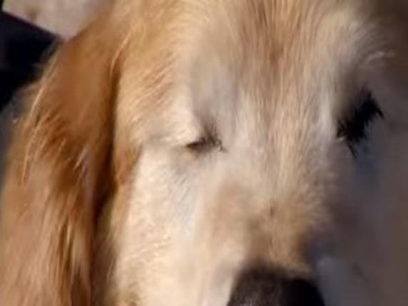 Toby A Blind Golden Retriever Still Enjoys Swimming Lifestyle Gazette Com