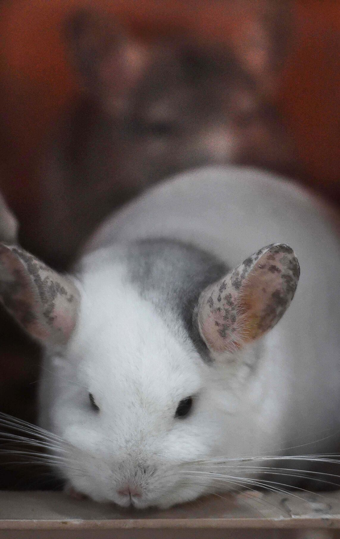 White clearance mosaic chinchilla