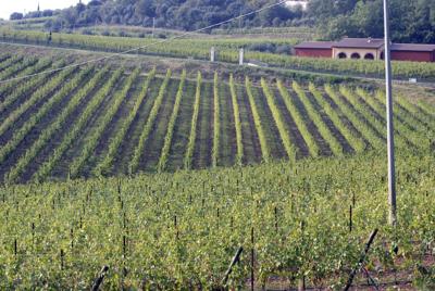 Italy Wine Harvest (copy)