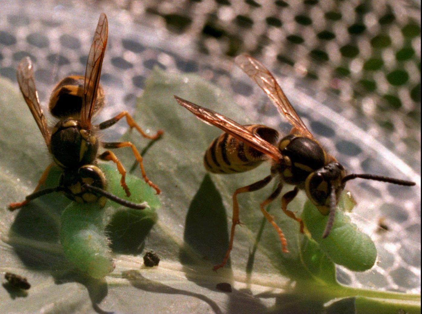 Yellowjackets,” and the Problem of Women Eating One Another