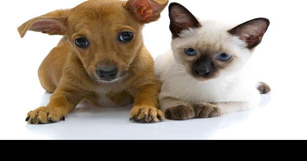 Colorado Springs pet related information and events starting Dec. 14 | Events