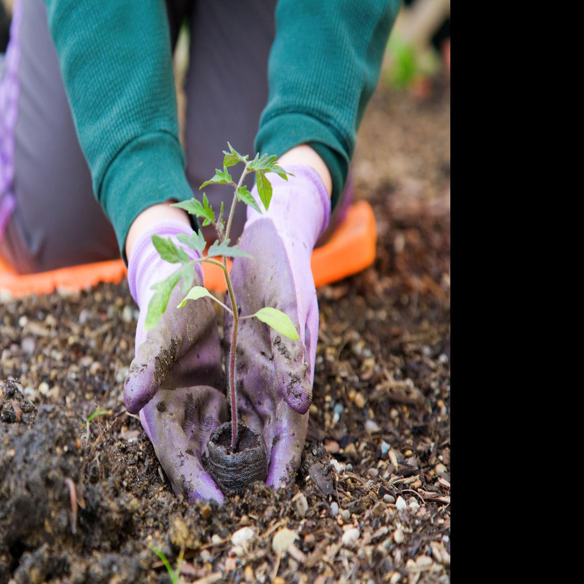 Spring Gardening Classes Popping Up In Pikes Peak Region Lifestyle Gazette Com