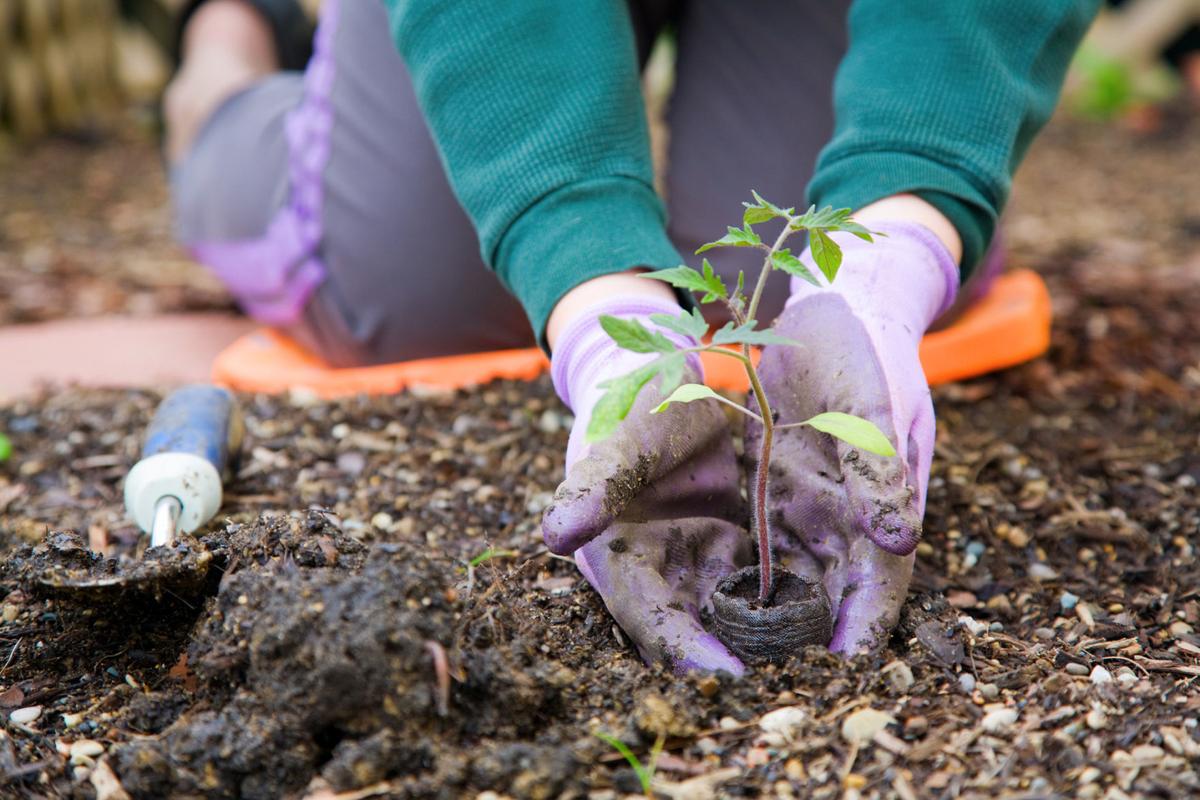 Spring Gardening Classes Popping Up In Pikes Peak Region