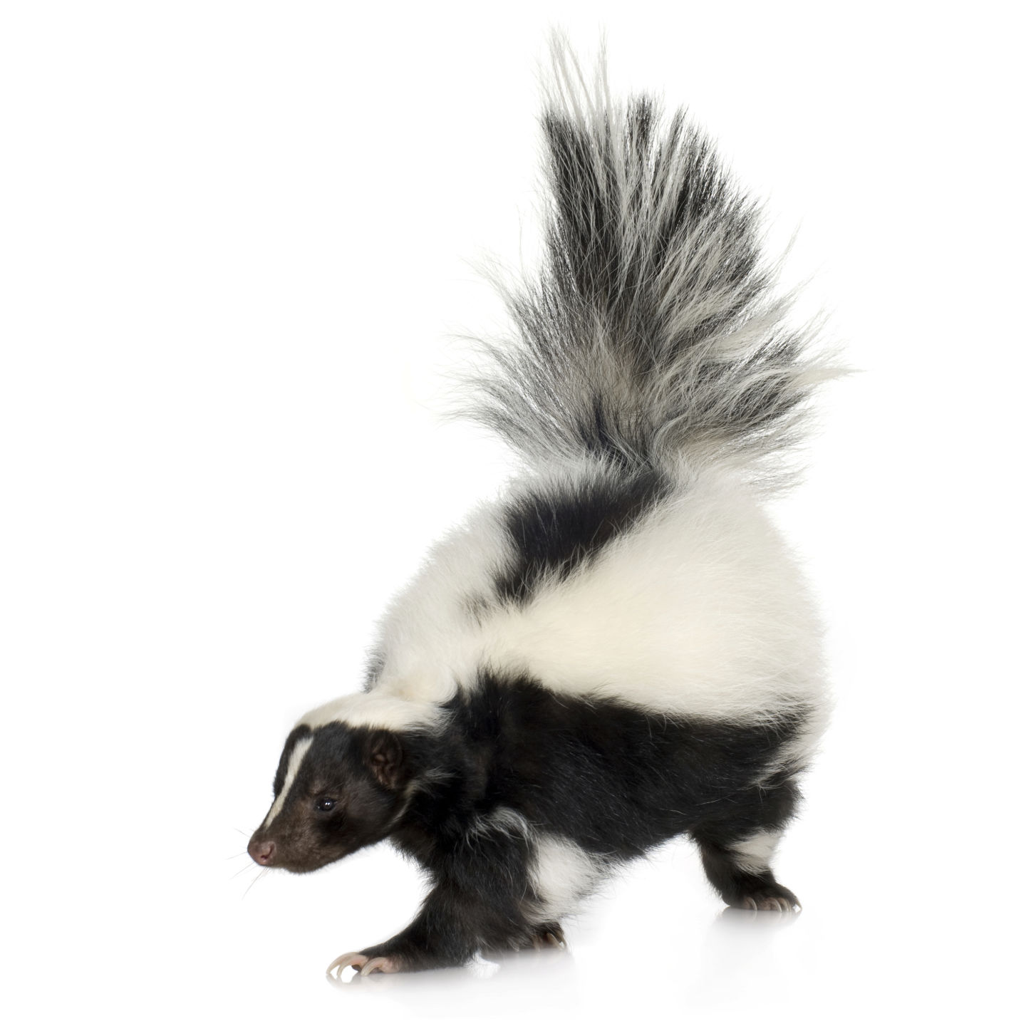 Warning to vaccinate pets issued after rabid skunk found in Black Forest News gazette