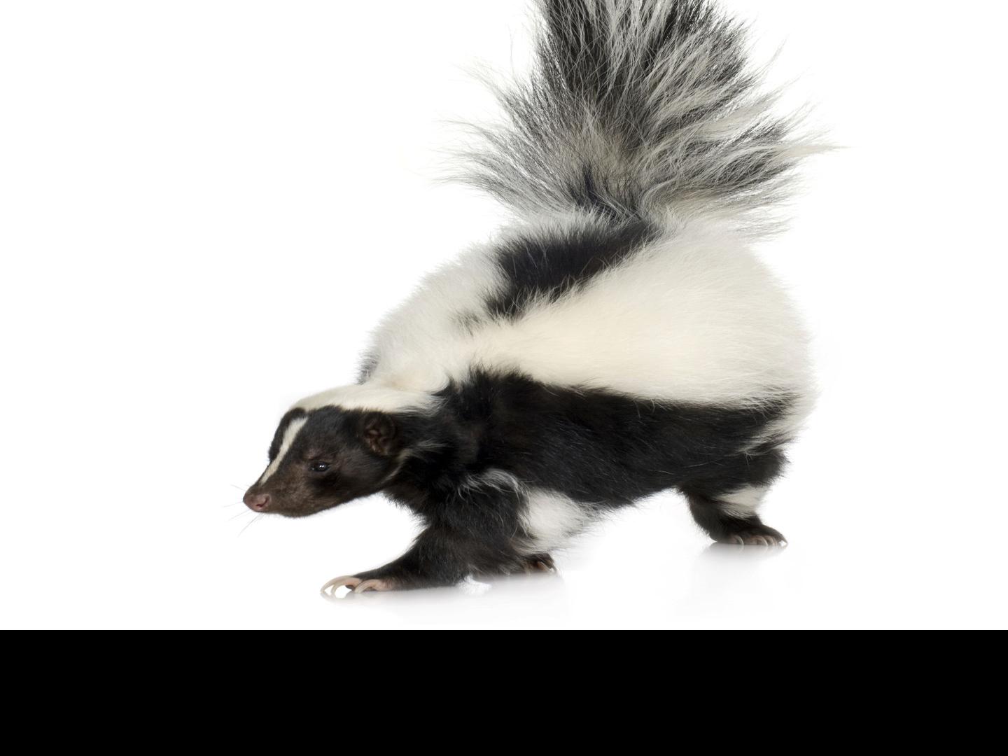 The Skunkening Welcome To The Neighborhood Lifestyle Gazette Com