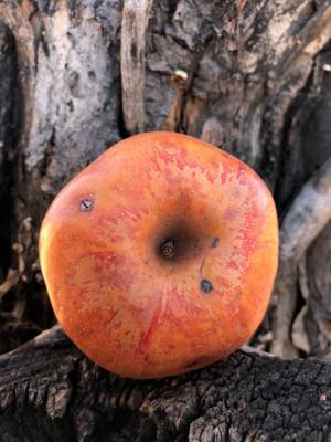 The hunt for the last Colorado Orange apple tree
