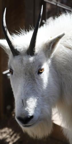 mountain goat eyes