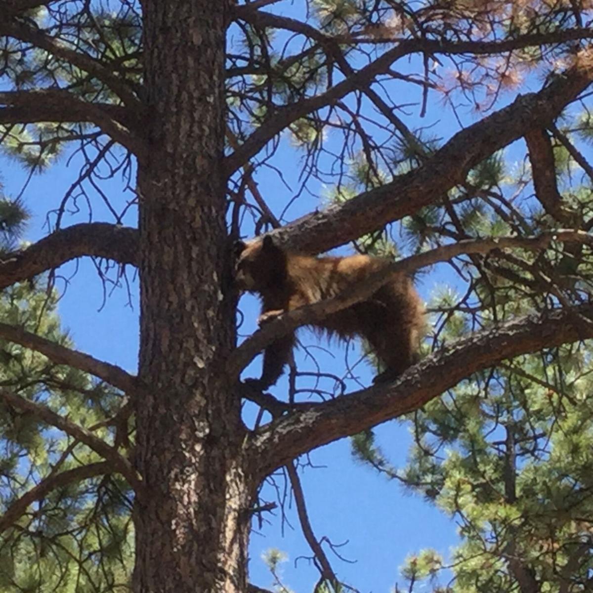 Bears leave hibernation, explore outside world