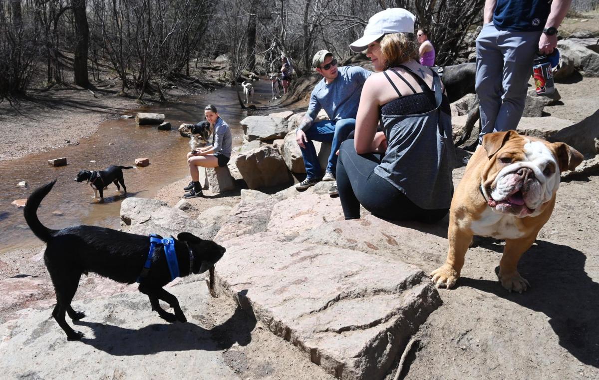 Will Our Pets Get Us Sick From Coronavirus Veterinarians Weigh In
