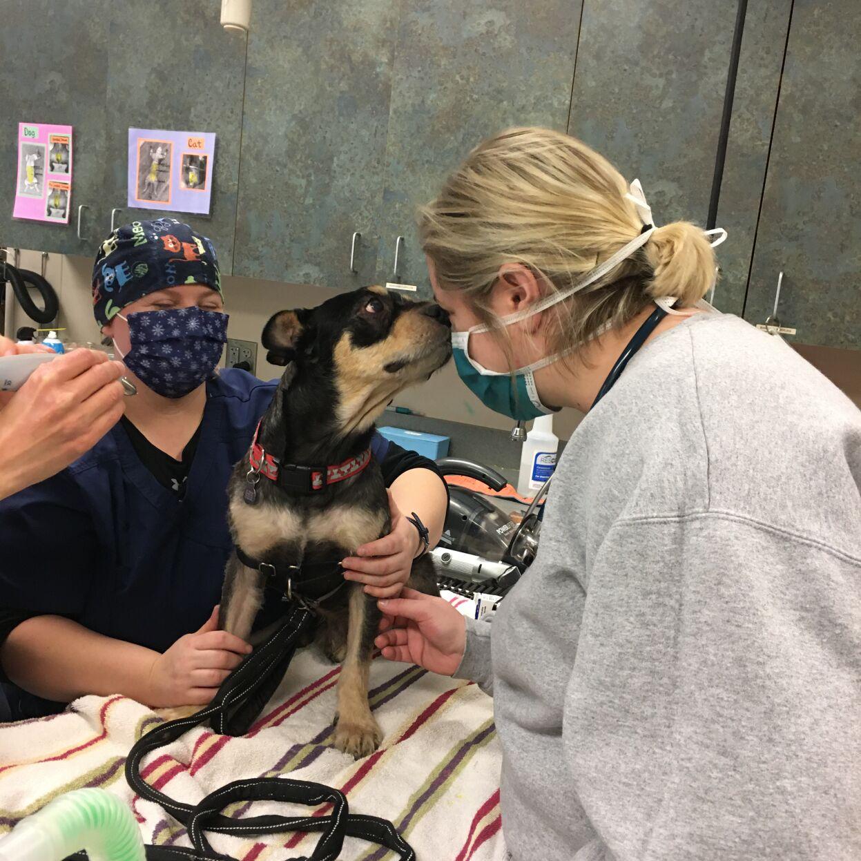 Dog rescued from abuse, Colorado Springs man suspected of felony animal cruelty | News Dog rescued from abuse, Colorado Springs man suspected of felony animal cruelty | News