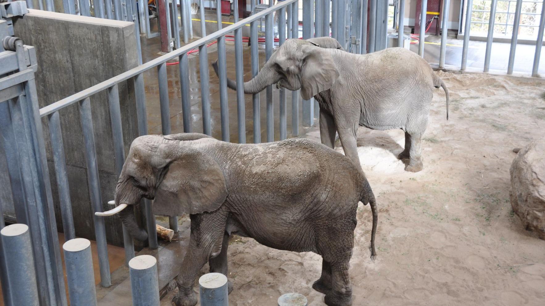 Two new elephants are now calling Cheyenne Mountain Zoo home | News |  