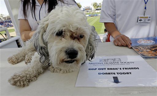 Stray dog Hank becomes big hit in Brewers' camp