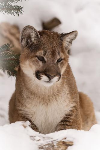 Mountain lions, bobcats share neighborhood, The Daily Courier