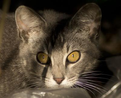Man Accused Of Poisoning Neighborhood Cats With Anti Freeze
