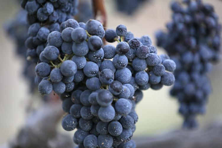 California Wine Harvest