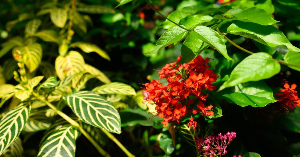 Year-round gardening: Becoming a Colorado Master Gardener volunteer | Lifestyle Year-round gardening: Becoming a Colorado Master Gardener volunteer | Lifestyle
