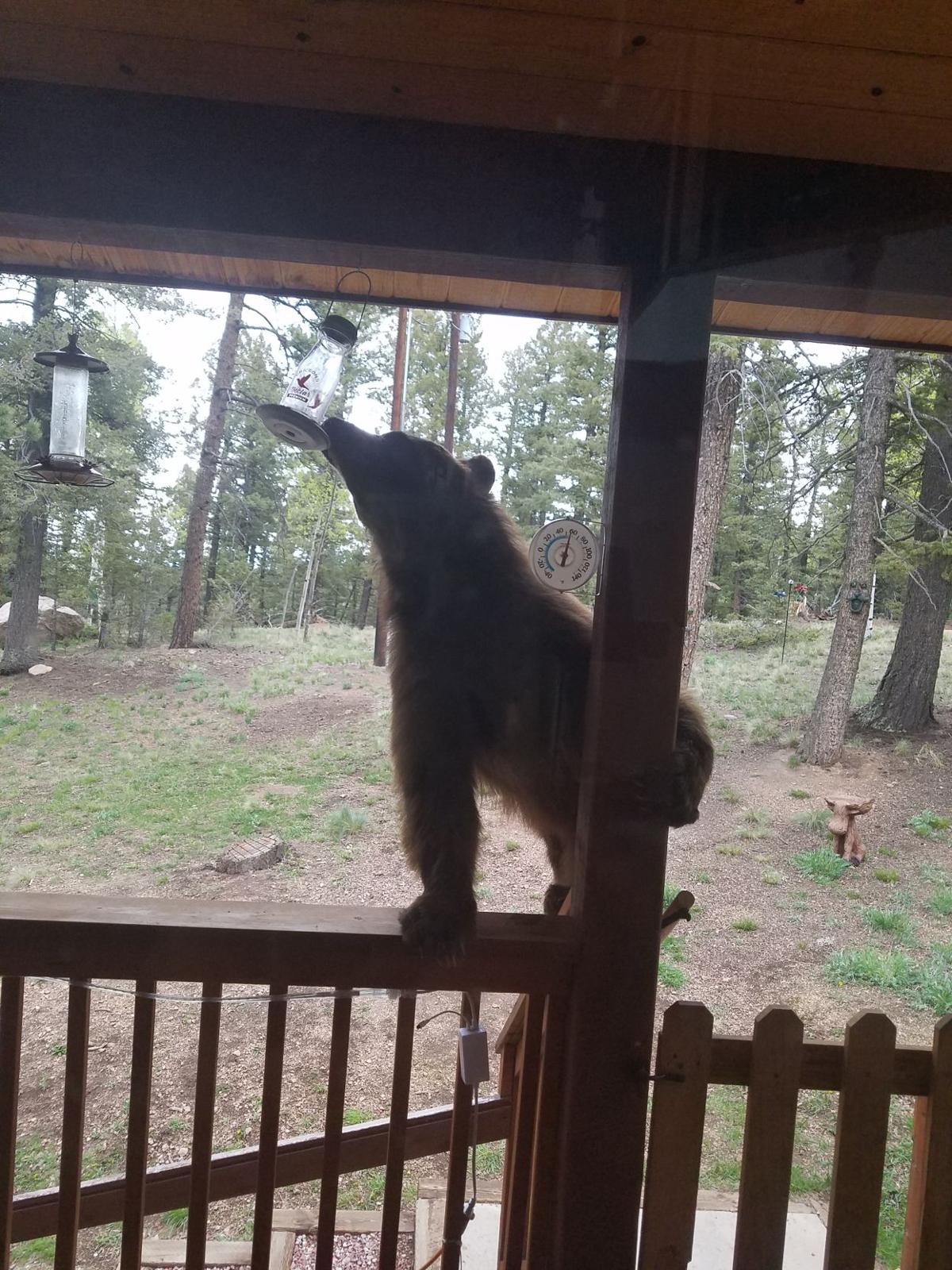 Curious bears snack on sweet nectar