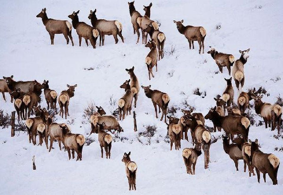 Colorado uses bait to keep elk, mule deer off highway
