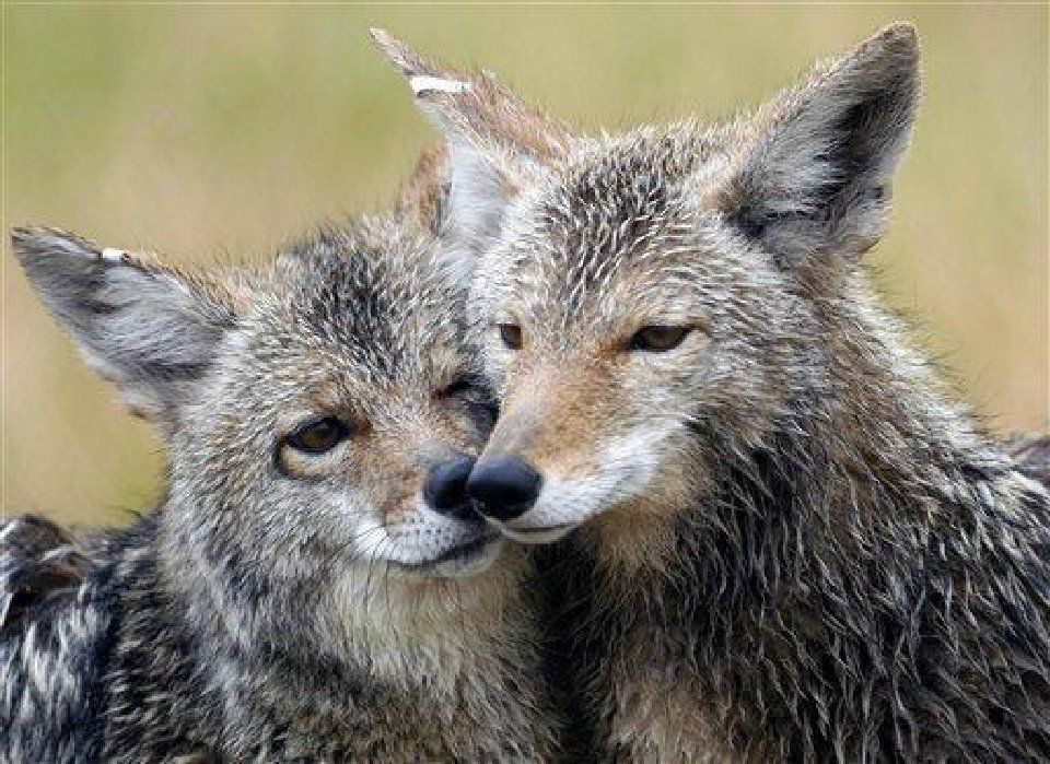 Bartlett officials warn citizens of high coyote population