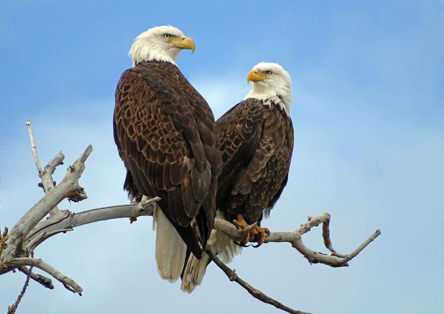 Bird Call: Now's a good time to see bald eagles, snow geese, sandhill cranes around Colorado - Colorado Springs Gazette