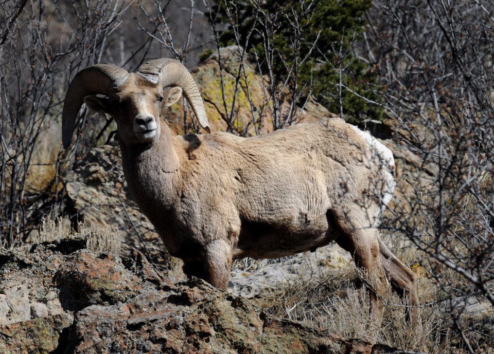 Garden of Gods' Bighorn Sheep Day a chance to spot iconic animal in ...